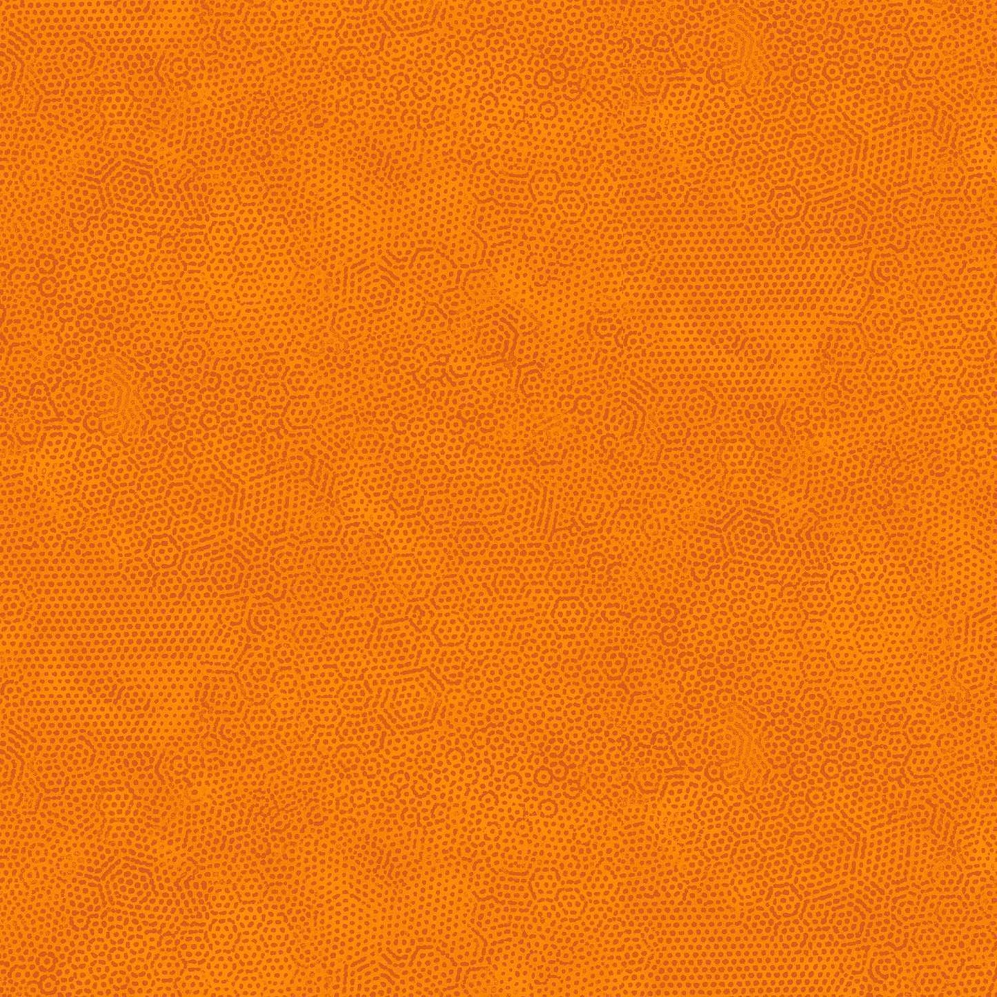 Dimples - Carrot O1