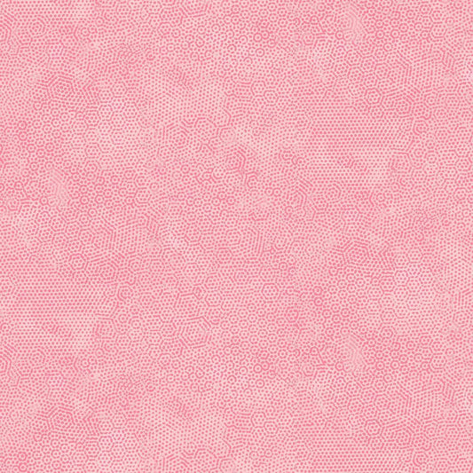 Dimples - Carnation E6